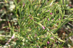 Canscora heteroclita